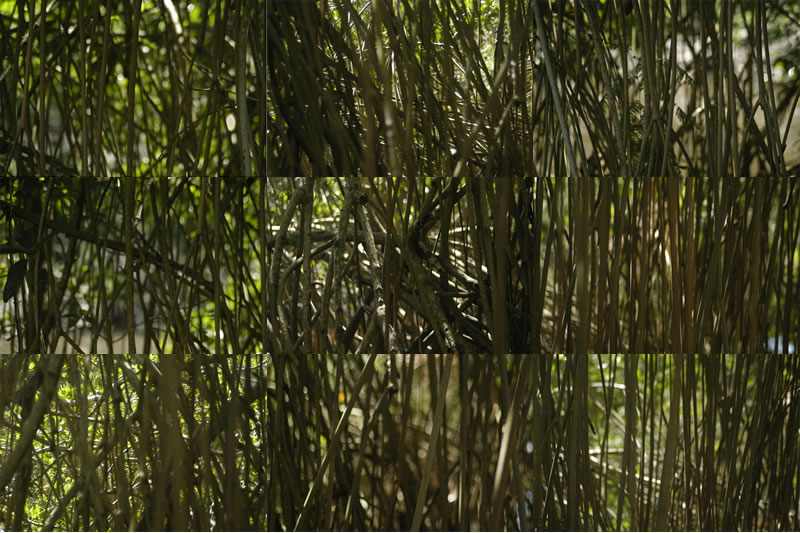 8_10_mangroves_zihua