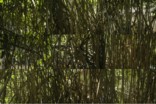 8_10_mangroves_zihua