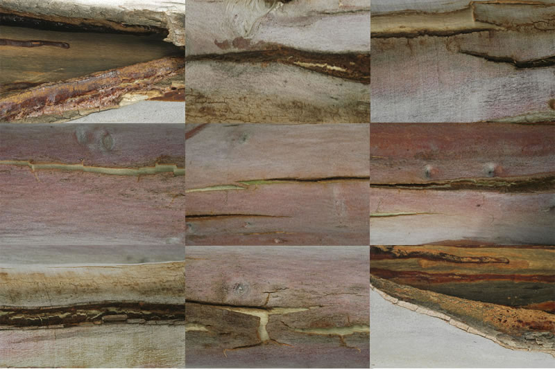 8_10_split_sapling