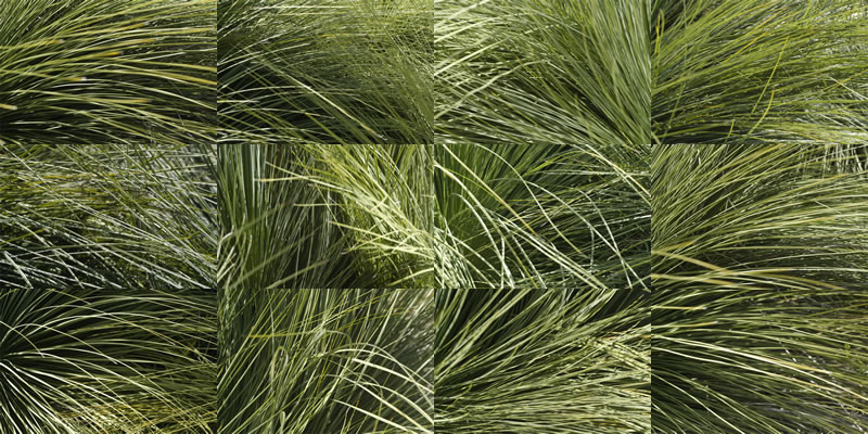 8_10_grasses