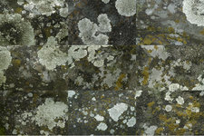 8_10_lichen